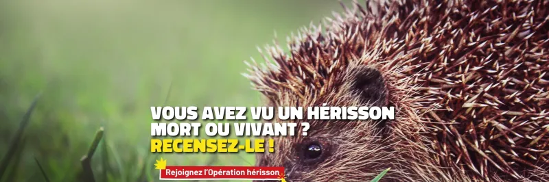Opération hérisson