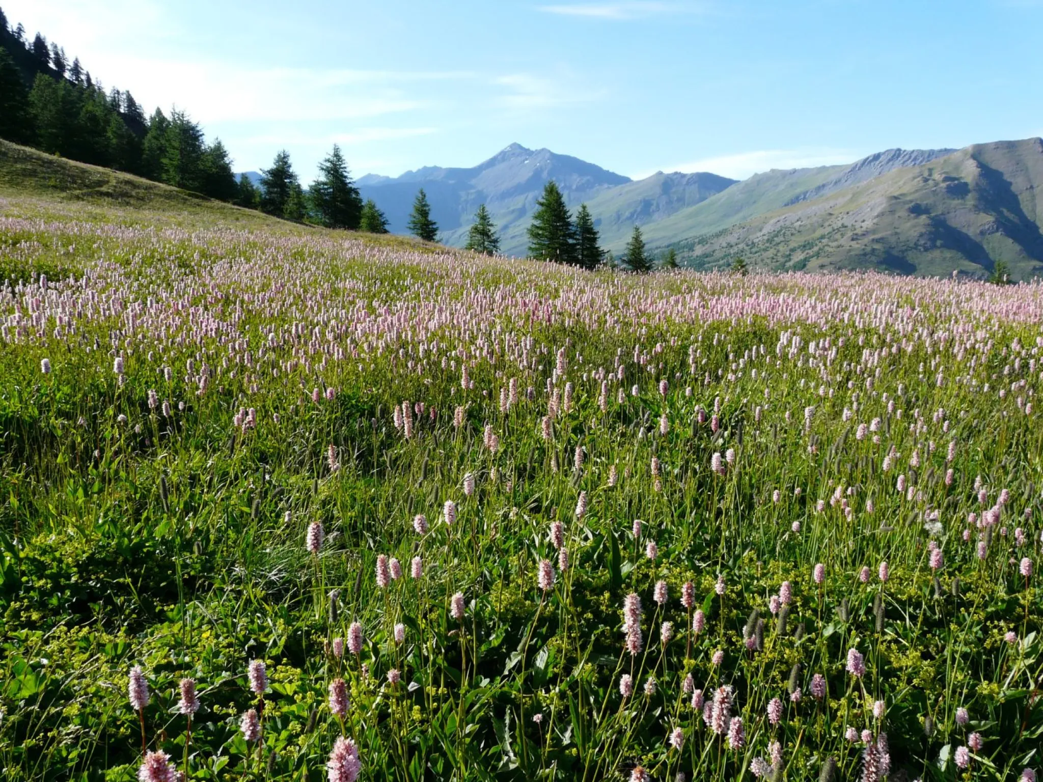 Espace naturel dans les montagnes du Queyras